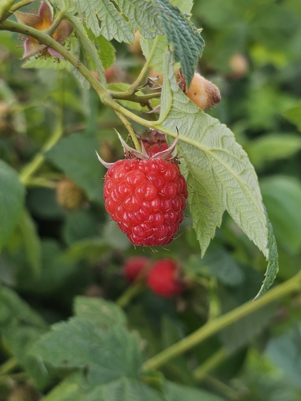 Rulfs Orchard