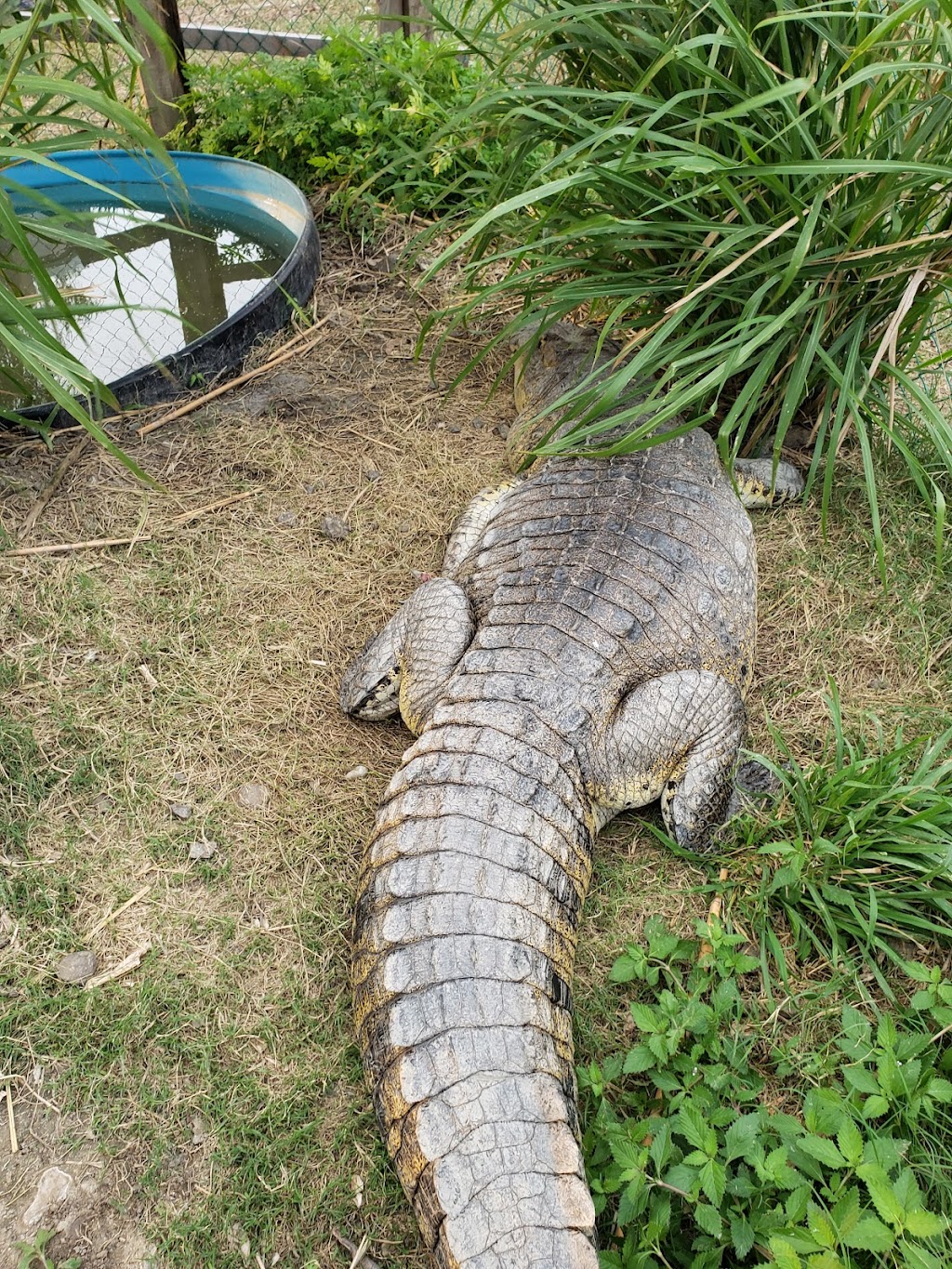 Lagarto Escondido