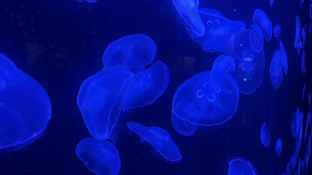 Acuario