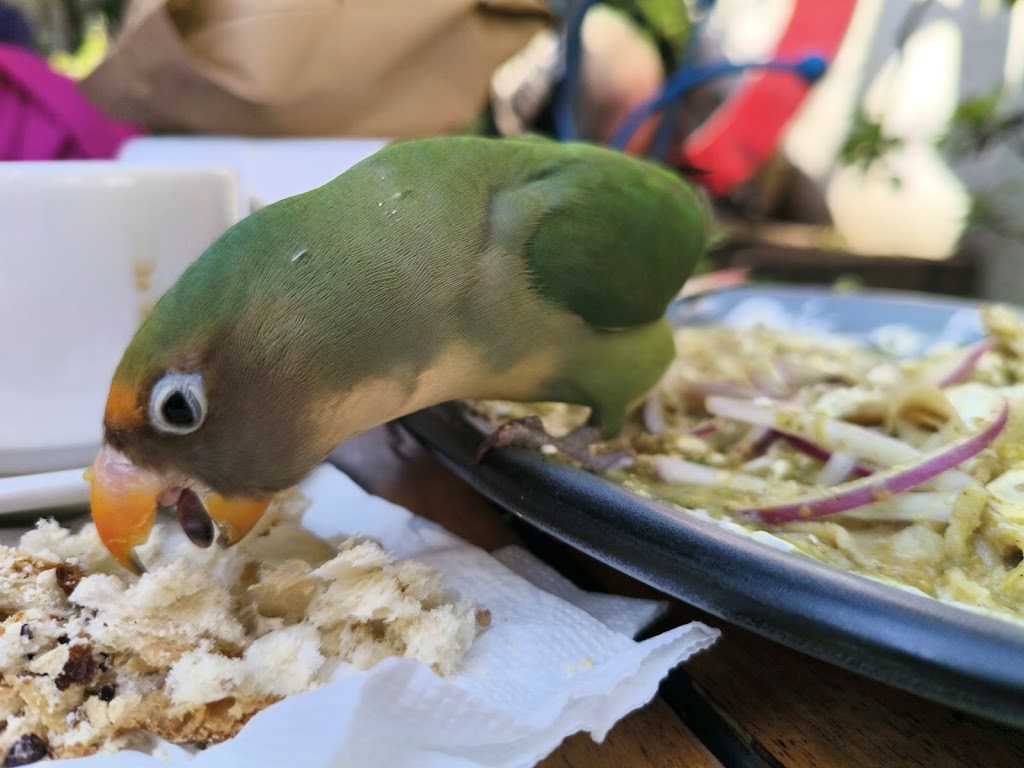 El aviario