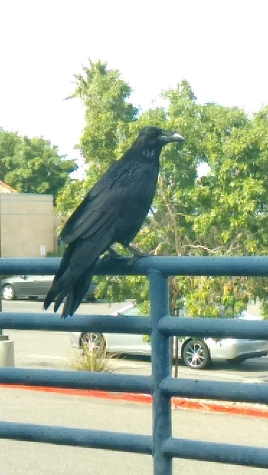 Starbucks, Apple Valley, CA