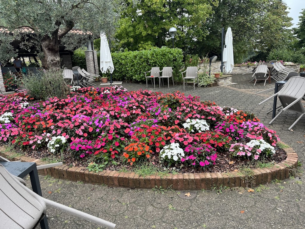 La Primula Bianca