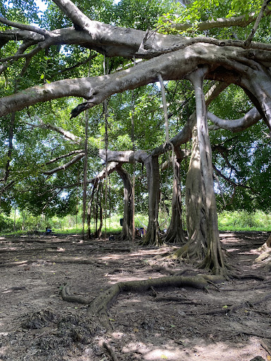 El Árbol