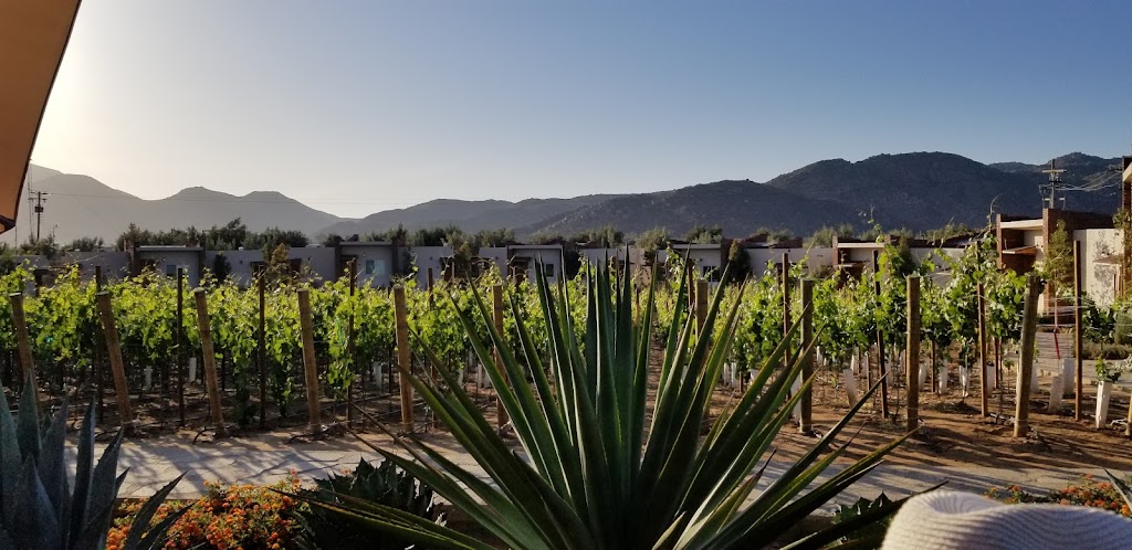 OJO AZUL, WINERY