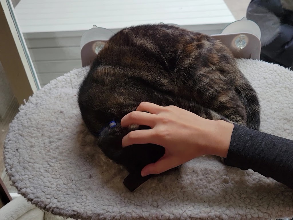 Kitten Cafe
