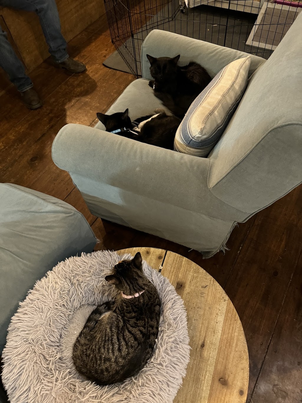 Kitten Cafe