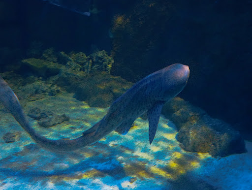 Acuario