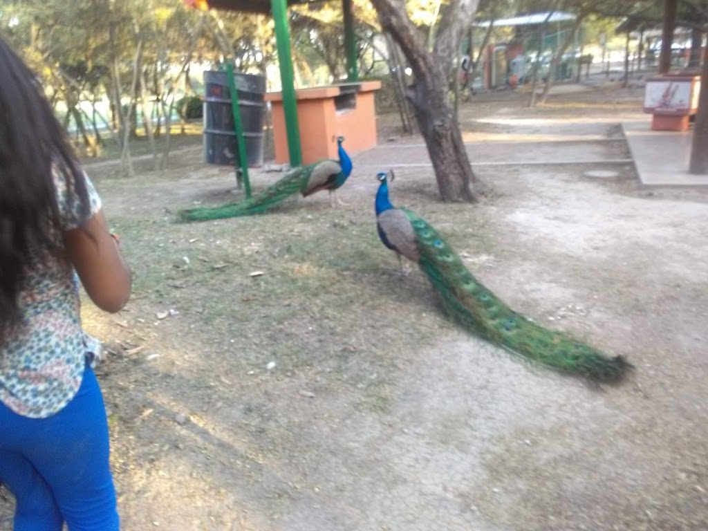 Recreativo Mezquite