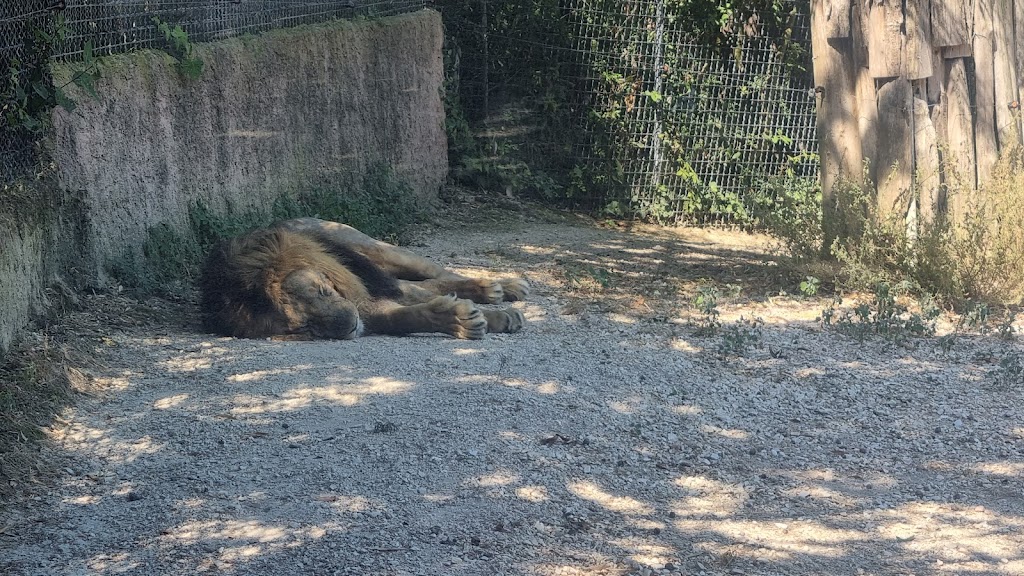 Parco Zoo Falconara Srl