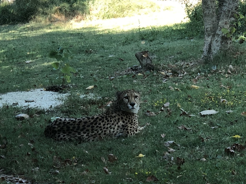 Parco Zoo Falconara Srl