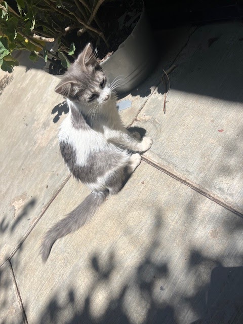 La Selva de los Gatos