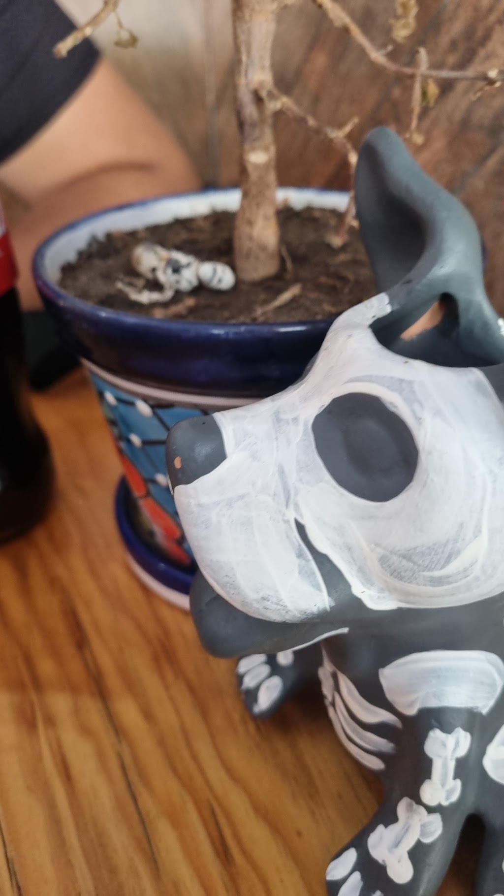 Xólotl