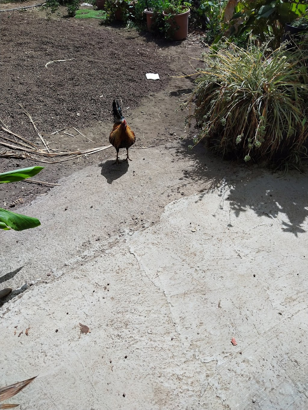 Guachinche El Cubano