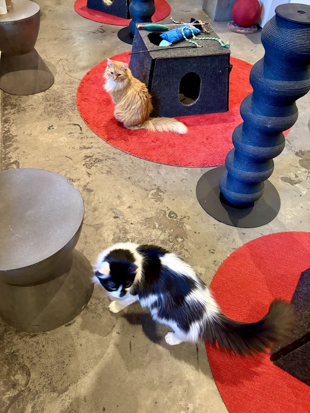 Koneko Cat Cafe