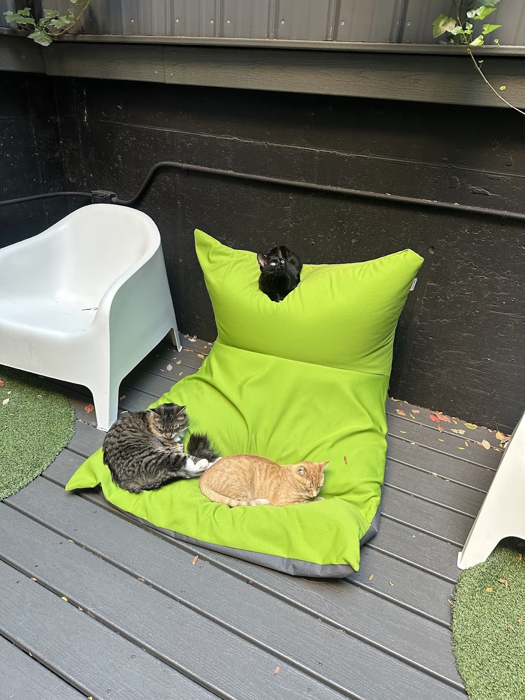 Koneko Cat Cafe