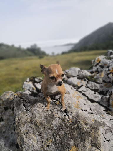 La Campa Gües