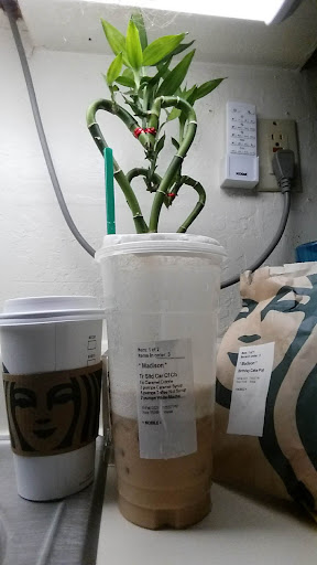 Starbucks, Scotts Valley, CA