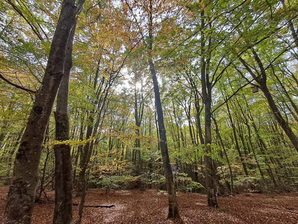 Sant Esteve D En Bas, Les Planes d'Hostoles