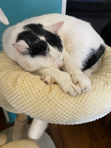 Crazy Cat Café