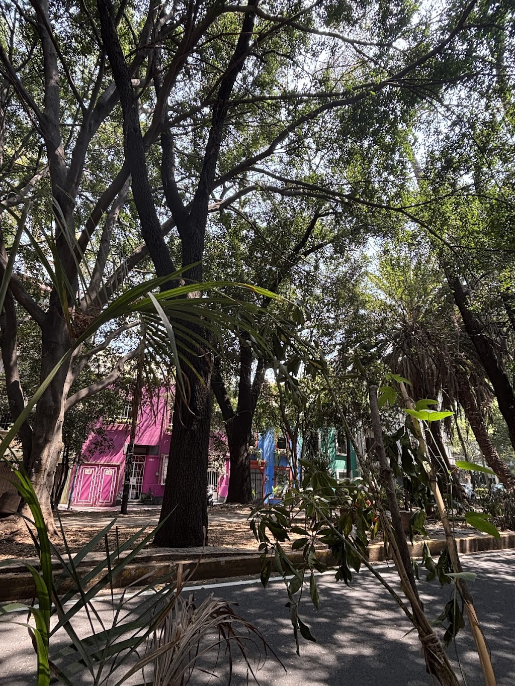Orquídea Café