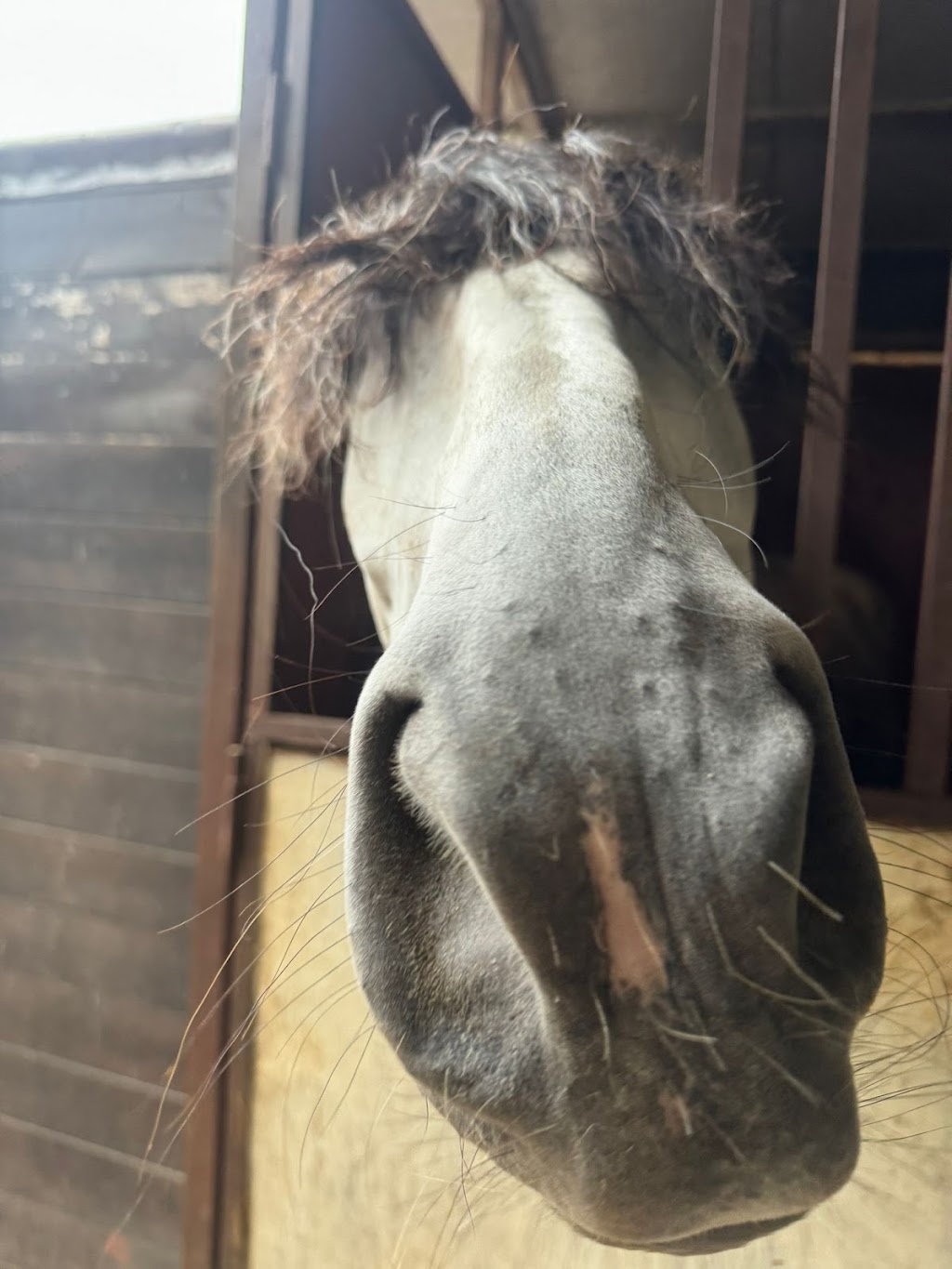 Cavallo