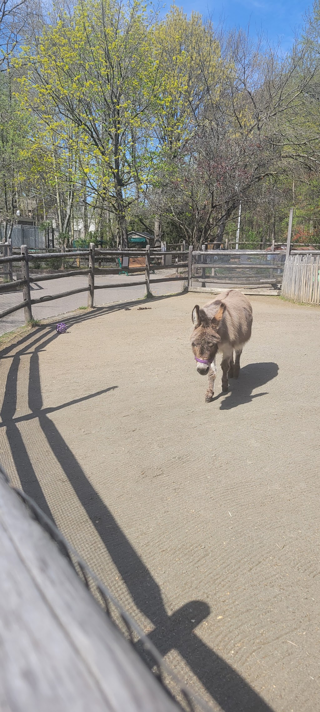Capybara