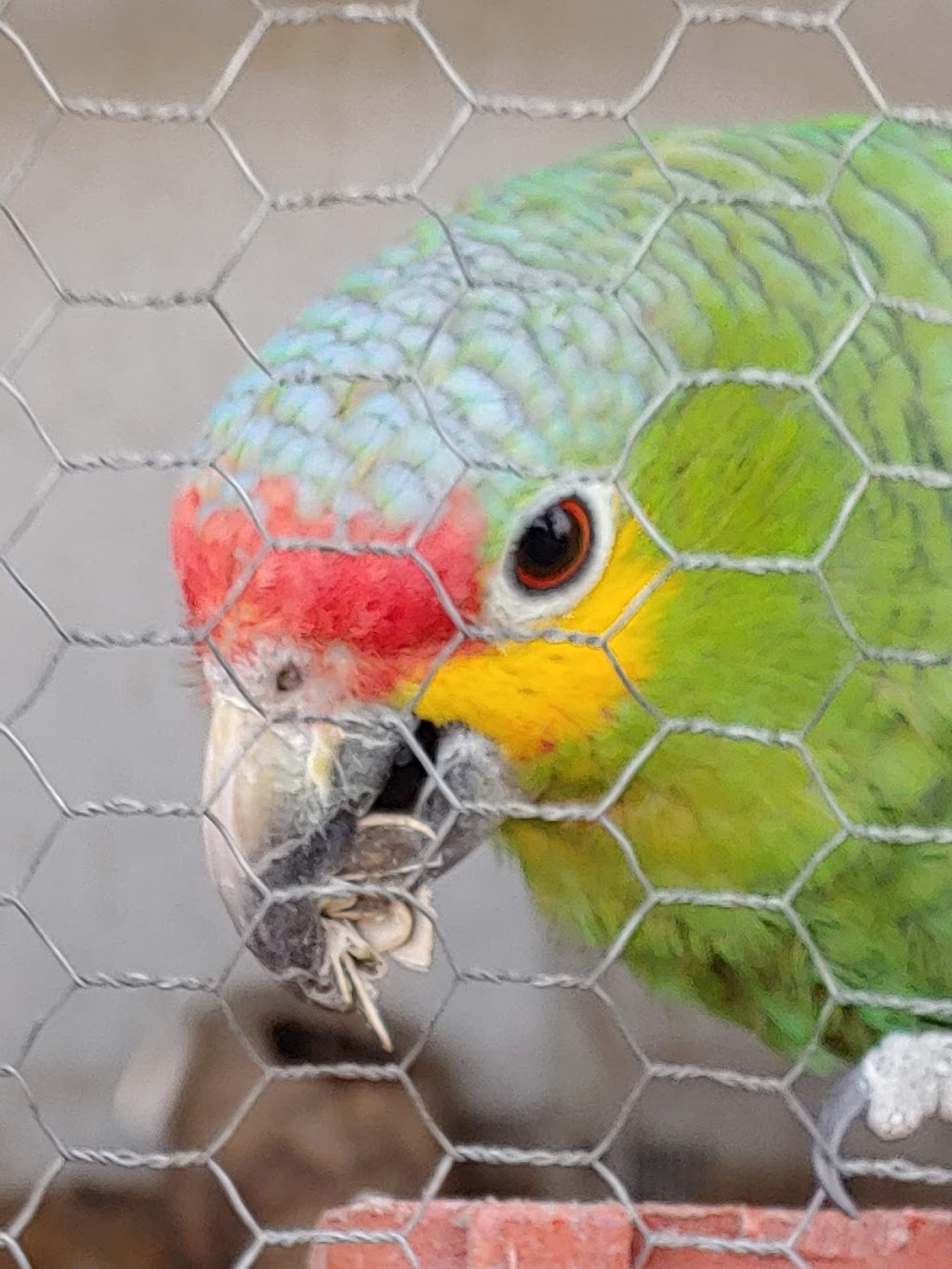 Pollos Asados Los Mismos