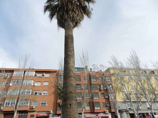 Las Palmeras