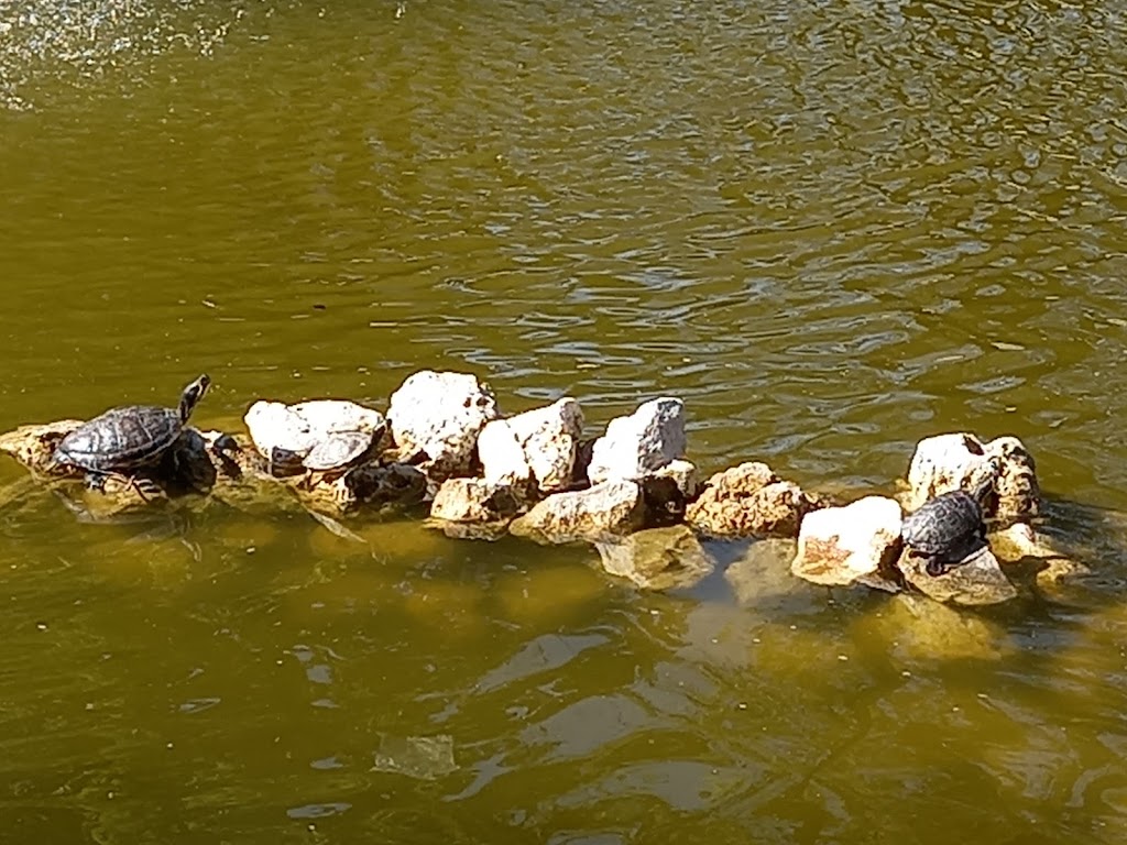 Hakuna Matata, Casalpusterlengo
