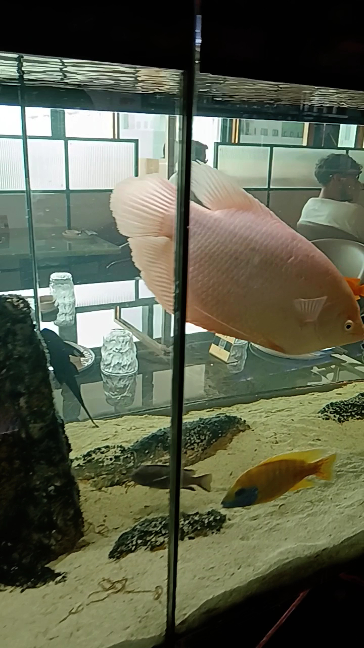 Kanji Ristorante Sushi, Santena