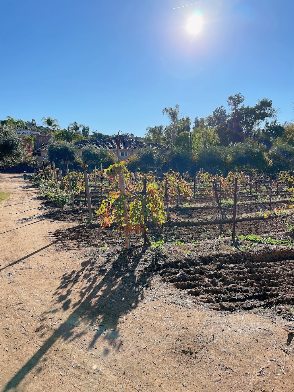 Bernardo Winery