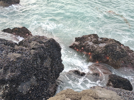 Splash