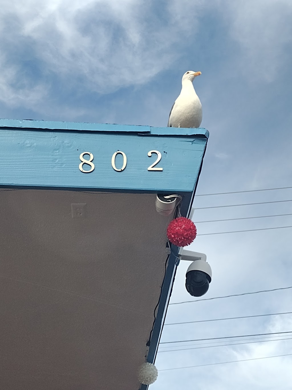 Husky Boy Burgers, Laguna Beach, CA