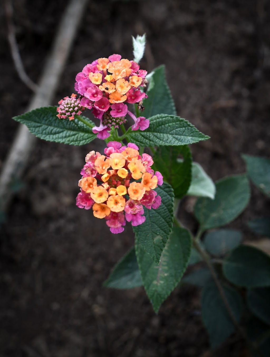 El Jardín de la Salud