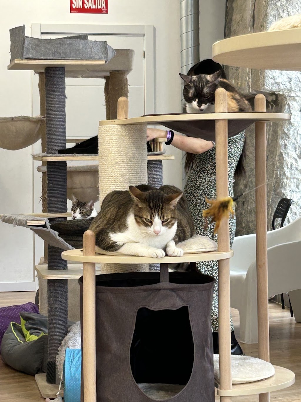 La Gatoteca