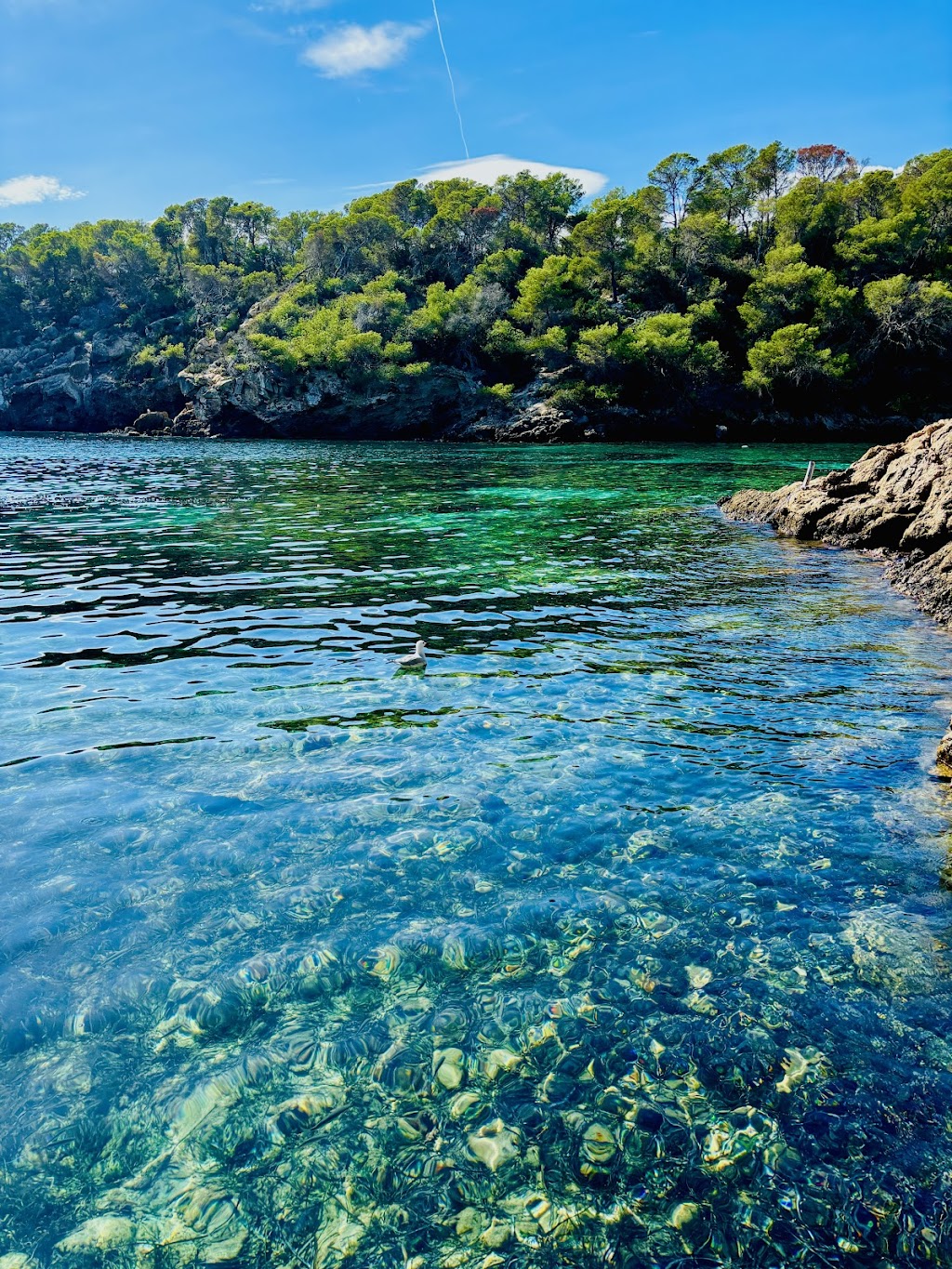 Es Figueral, Cala Llenya