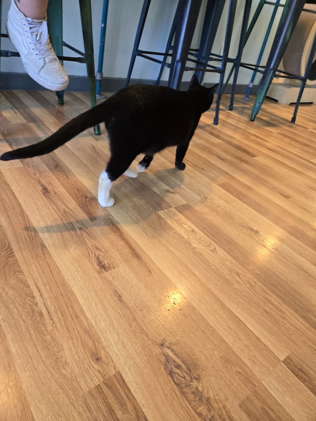 El Gato Coffee House