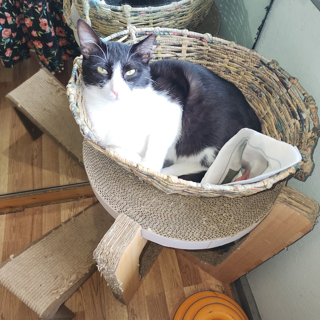 El Gato Coffee House