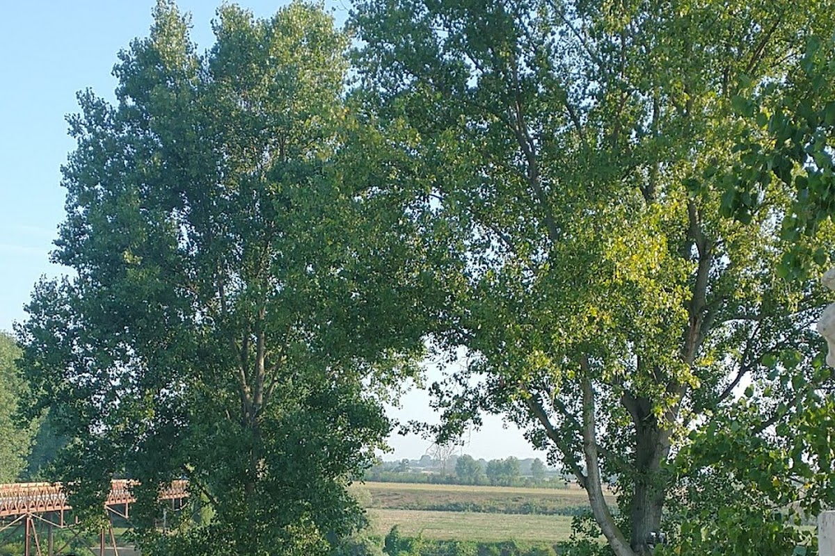 Zanzarina d'Oro