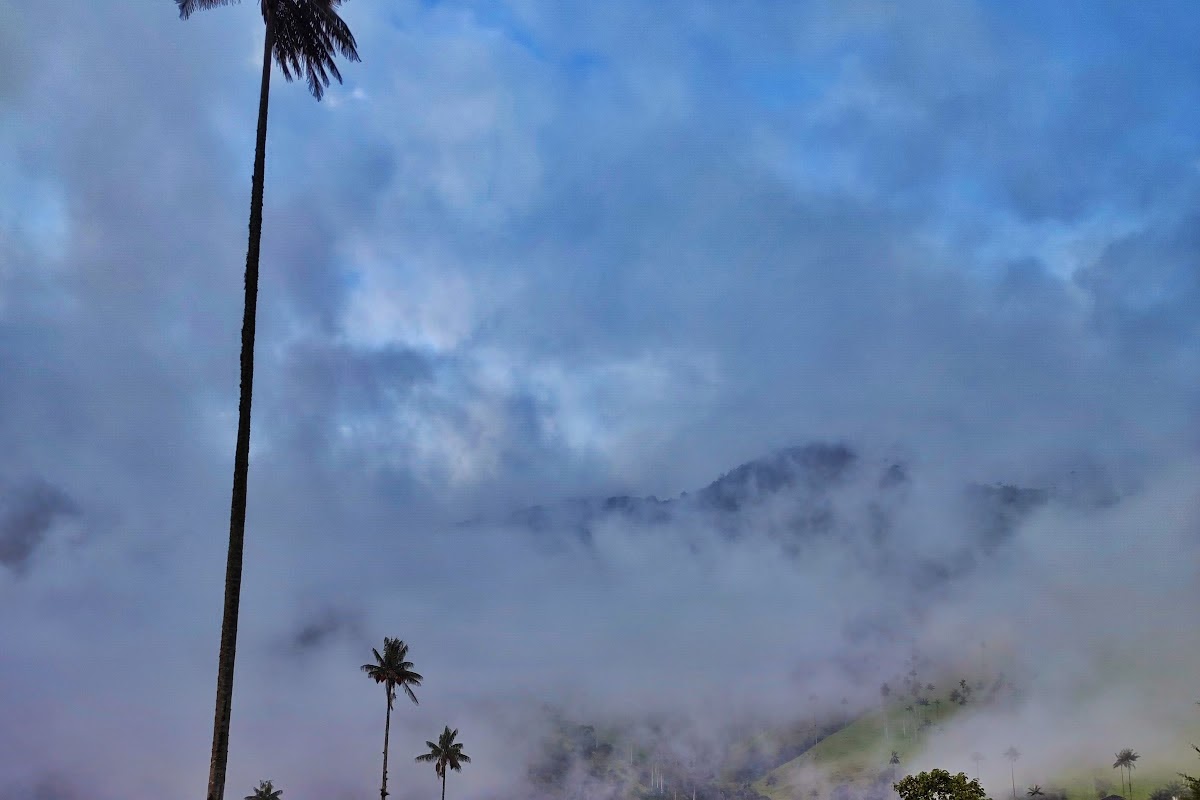 Truchas Cocora, Salento