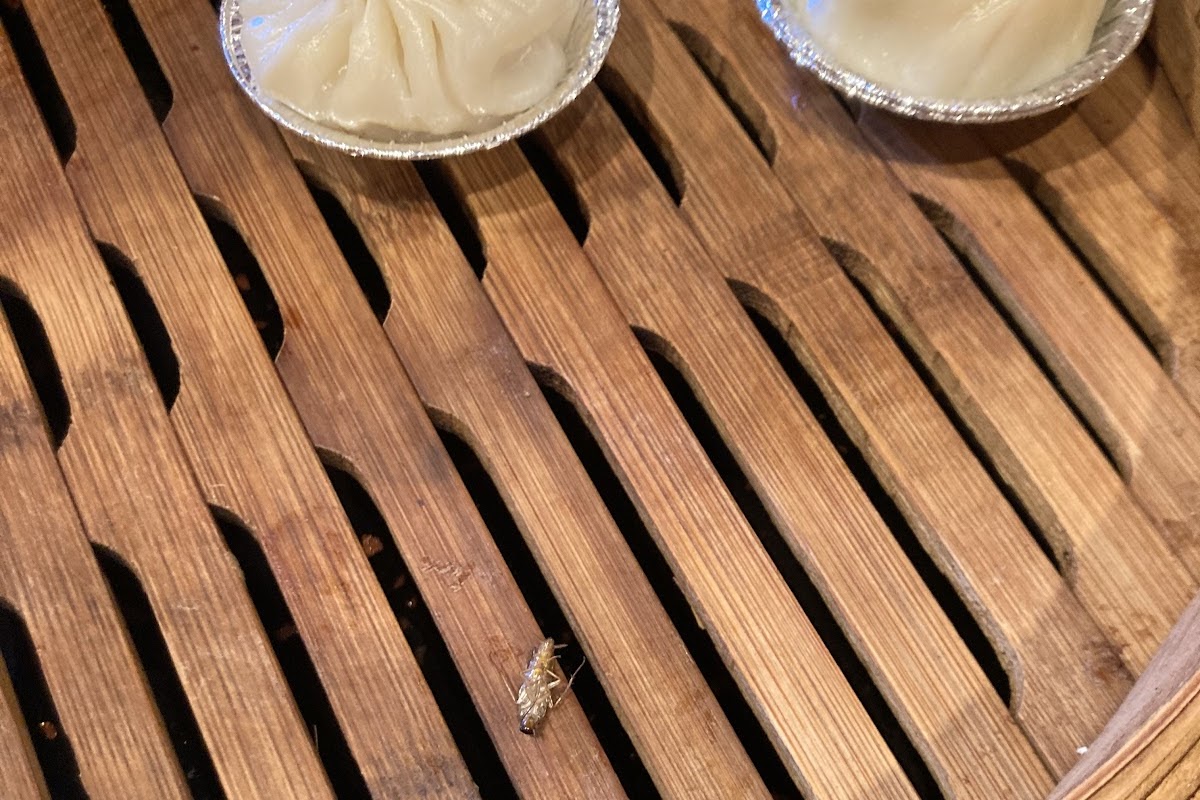 Red Circle Dumplings, San Bruno, CA
