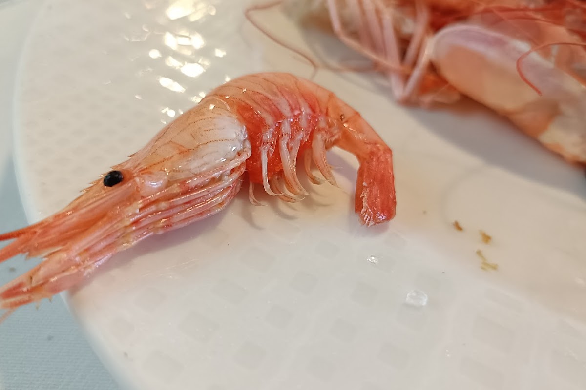 A Centoleira
