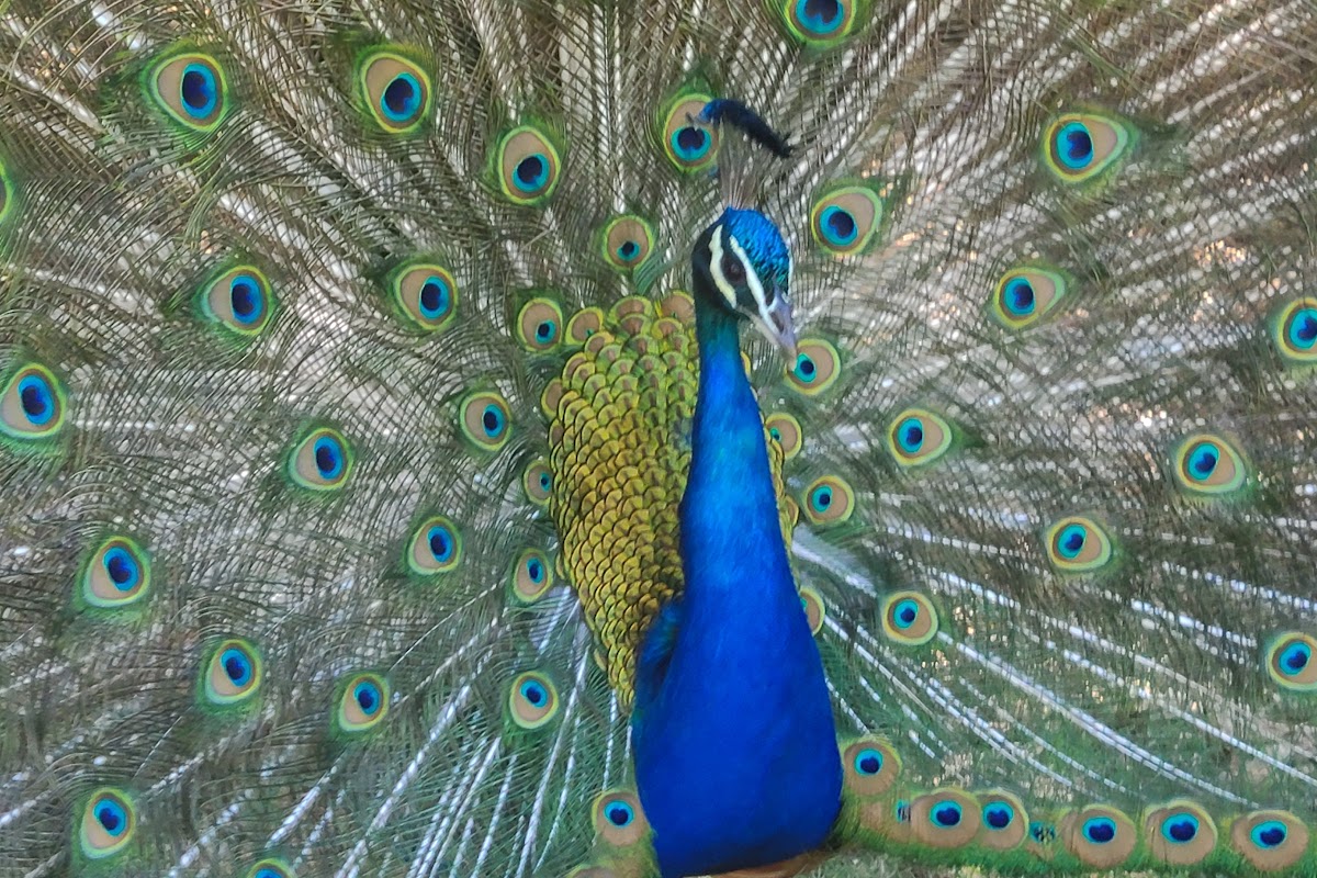 Peacock Cafe