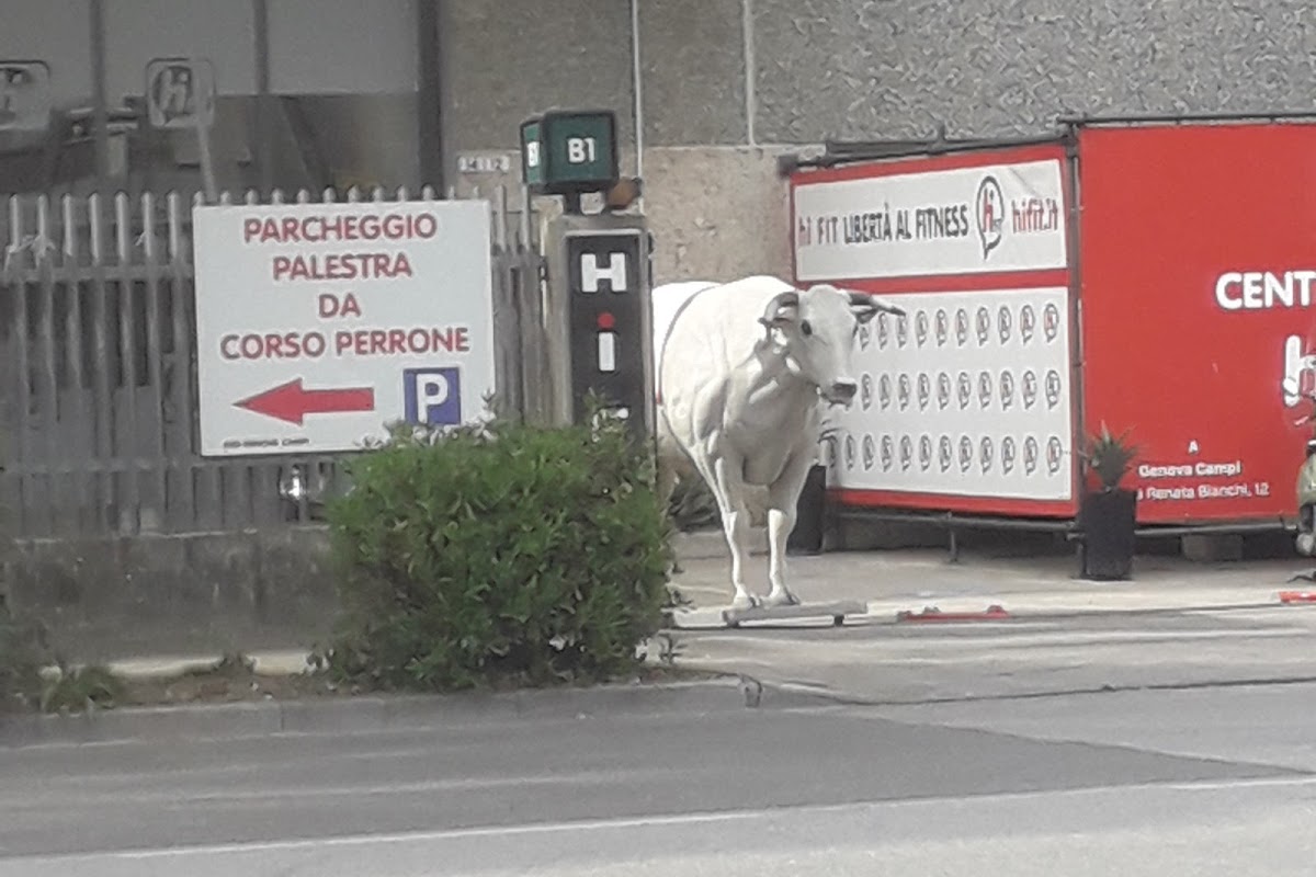 Fassoneria Bistrot Genova Campi