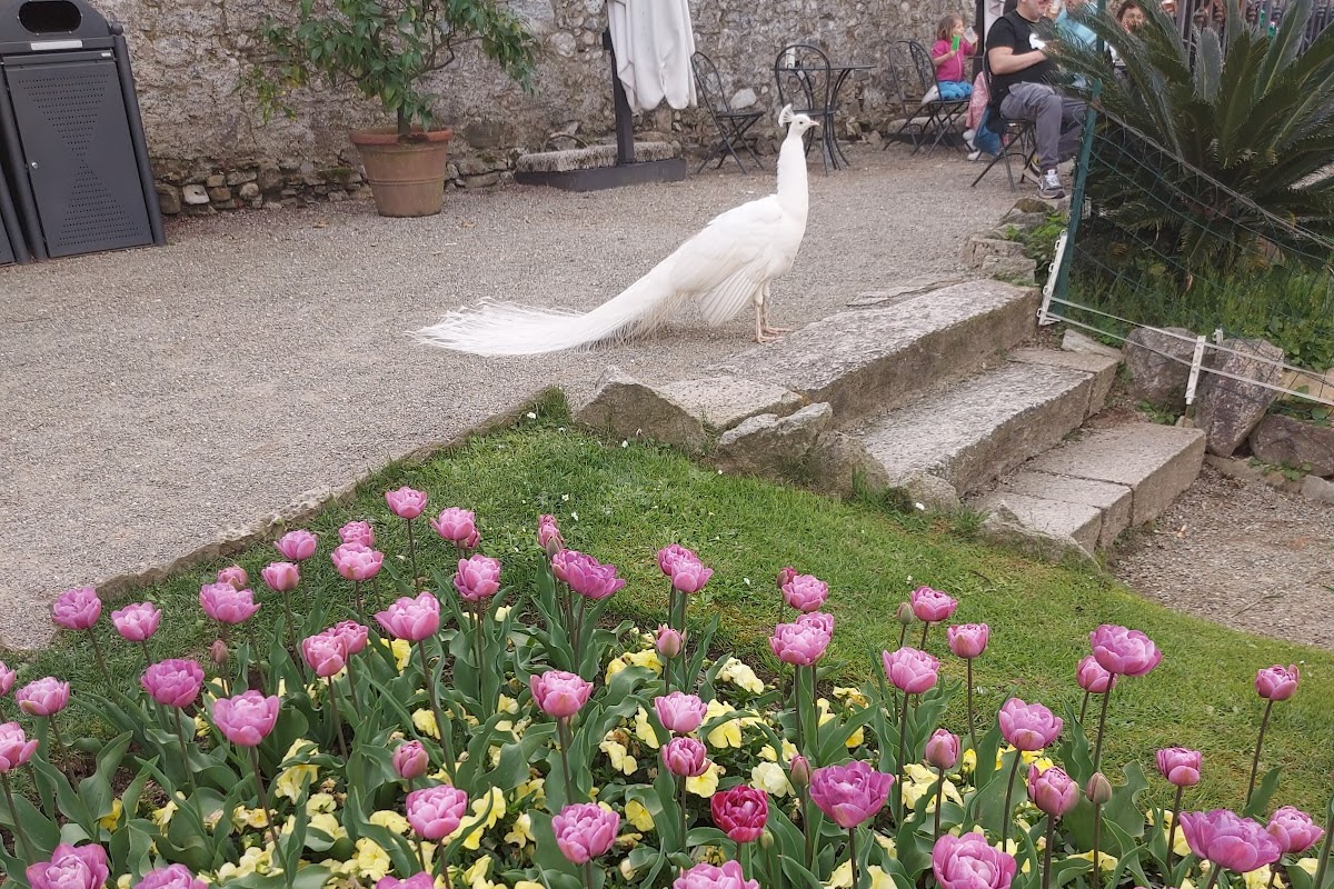 Caffetteria Villa Pallavicino, Stresa