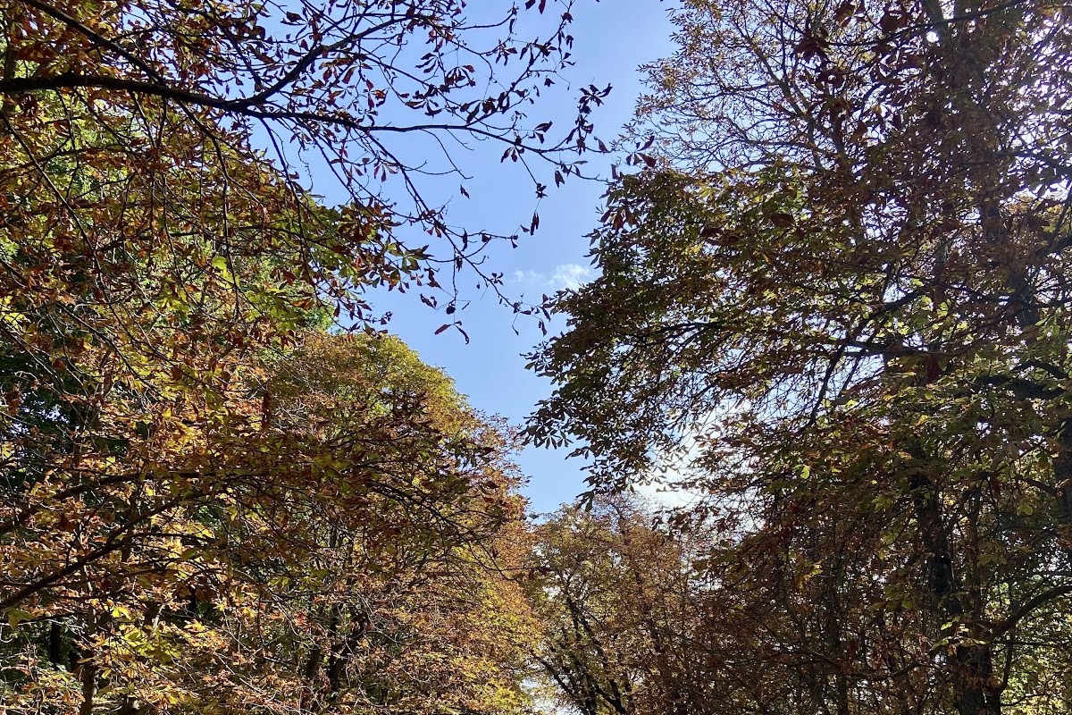 Mirador